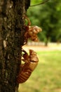 Cicada Cicadoidea CvrÃÂak Royalty Free Stock Photo